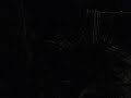 Coqui Coqui