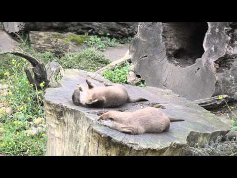 OTTER