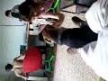 dog+nice people+bucureşti = happy johan