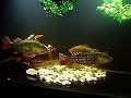 Peacock Bass (temensis/monocous) and Wolf Fish Peacock Bass (temensis/monocous) and Wolf Fish