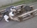 Metamorphose Sehnsucht Hemingway 7 times we can Pentagon Trinidad.flv