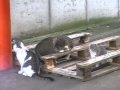 Metamorphose Sehnsucht Hemingway 7 times we can Pentagon Trinidad.flv