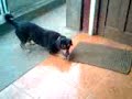 perro loco.3gp perro loco.3gp