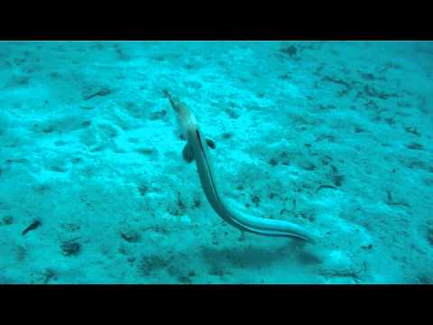 US Snake Eel Hunts and Catches Prey in the Celebes Sea US Snake Eel Hunts and Catches Prey in the Celebes Sea