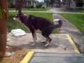 Marbles Houndini Delaney Does Tricks