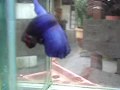 Blue Mask HM Male