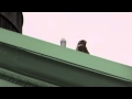 2011-06-05 Washington Square Red-tailed Hawks
