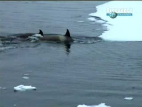 Asombroso ataque coordinado de ballenas asesinas en vivo
