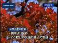 今年の紅葉前線は? 東京で秋の彩りを発見