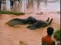 Elephants rescued in India
