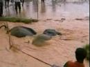 Elephants rescued in India
