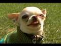Puppy Weddings on WEtv.com - Dexter & Mary Jane