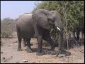 der-karneval-der-tiere-der-elefant.html