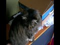 Russian Speaking cat - speakado.com amateur ad idea - Russian Speaking cat - speakado.com amateur ad idea -