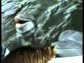 Toi et Moi (Th�ma)  Texte !!!!     Un Chat et des Dauphins   Vid�o !!!!   COUCOU MES AMI(E)S