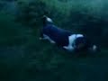 basset police