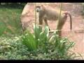 A baboon in Malawi