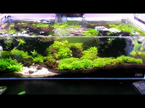 how to transplant amazon sword