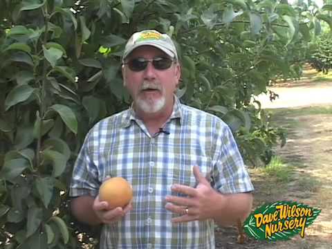 how to fertilize asian pear trees