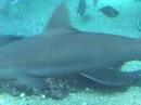 Feed Ray Feed Ray