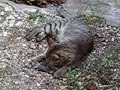chien-loup.html