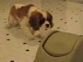 Winston A.: Devil In Disguise