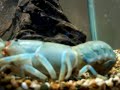 Yabbie female Yabbie female