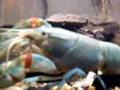 Yabbie female