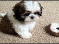 Meet My New Puppy, Junior (9 weeks old Shih Tzu)