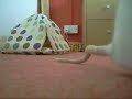 Pet Rats - 3 Little girls Free Ranging
