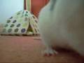 Pet Rats - 3 Little girls Free Ranging