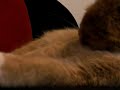 joris knuffelkat