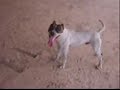 Zeus pit bull { Jequi� Bahia.}