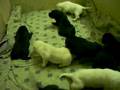 Pups @ 2 weeks old and movin' around