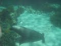 sea lions at rottnest island sea lions at rottnest island