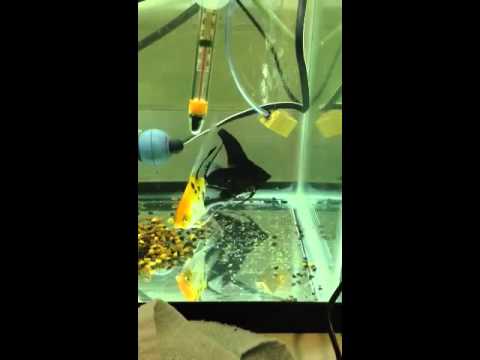 Angelfish Fry Day 8