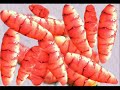 plantas domesticas del perú prehispánico