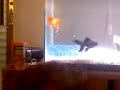 Dogfish
