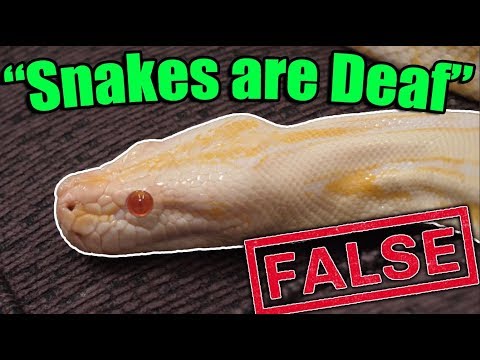 YouTube reptile video