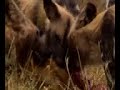 Wildcast Diaries: Injured Wild Dog