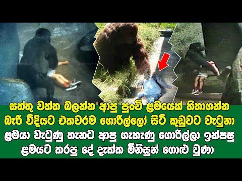 Gorilla-කුඩුවට වැටුණු ළමයාට ගැහැණු ගොරිල්ලා ඇවිත් කරපු අදහාගත නොහැකි වැඩේ - මුළු ලෝකෙම හොල්මන්