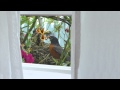 Nidos Chiflados! - YouTube