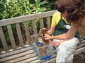 Pet the Hissing Cockroach