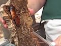 Pet the Hissing Cockroach Pet the Hissing Cockroach