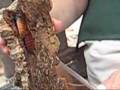 Pet the Hissing Cockroach