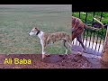  Galgos spain Corida Hunter Villamartin San Anton Podencos
