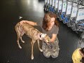 Rescue-Dogs from the Acogida San Anton-Villamartin in Spain Rescue-Dogs from the Acogida San Anton-Villamartin in Spain