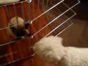 8/29/2008 Bella's First Visit with Jack, Charlie & Oliver !