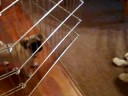 8/29/2008 Bella's First Visit with Jack, Charlie & Oliver !