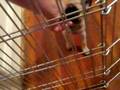 videos de 8/29/2008 Bella's First Visit with Jack, Charlie & Oliver !